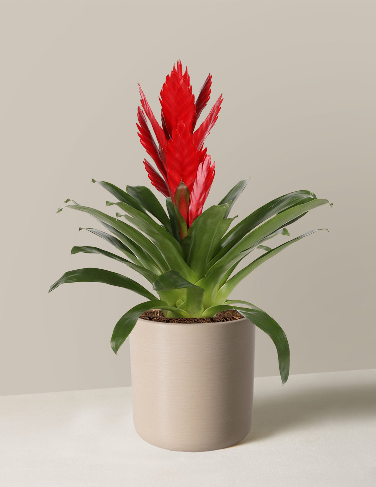 Bromeliad Vriesea Intenso Red