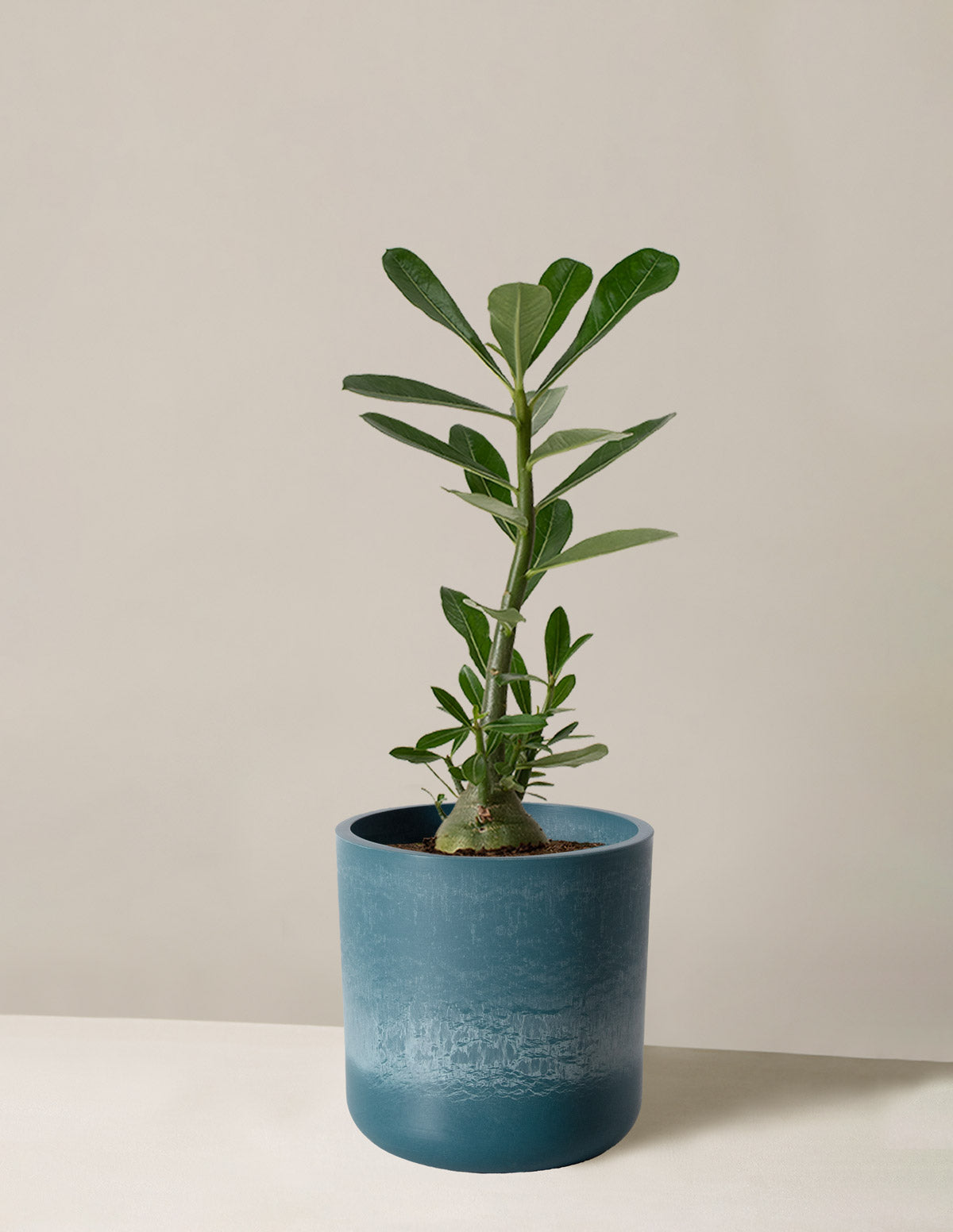 Desert Rose