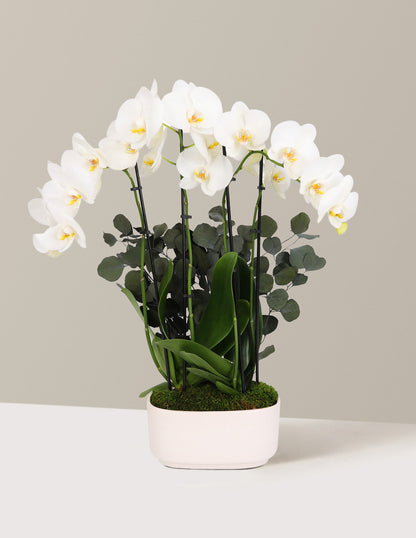  Large Double Orchid