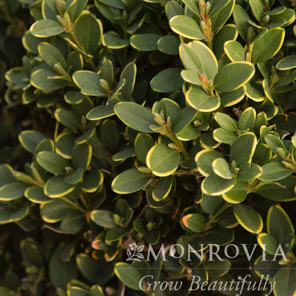  Green Mountain Topiary Boxwood (Ball)