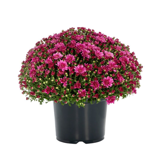  Garden Mums