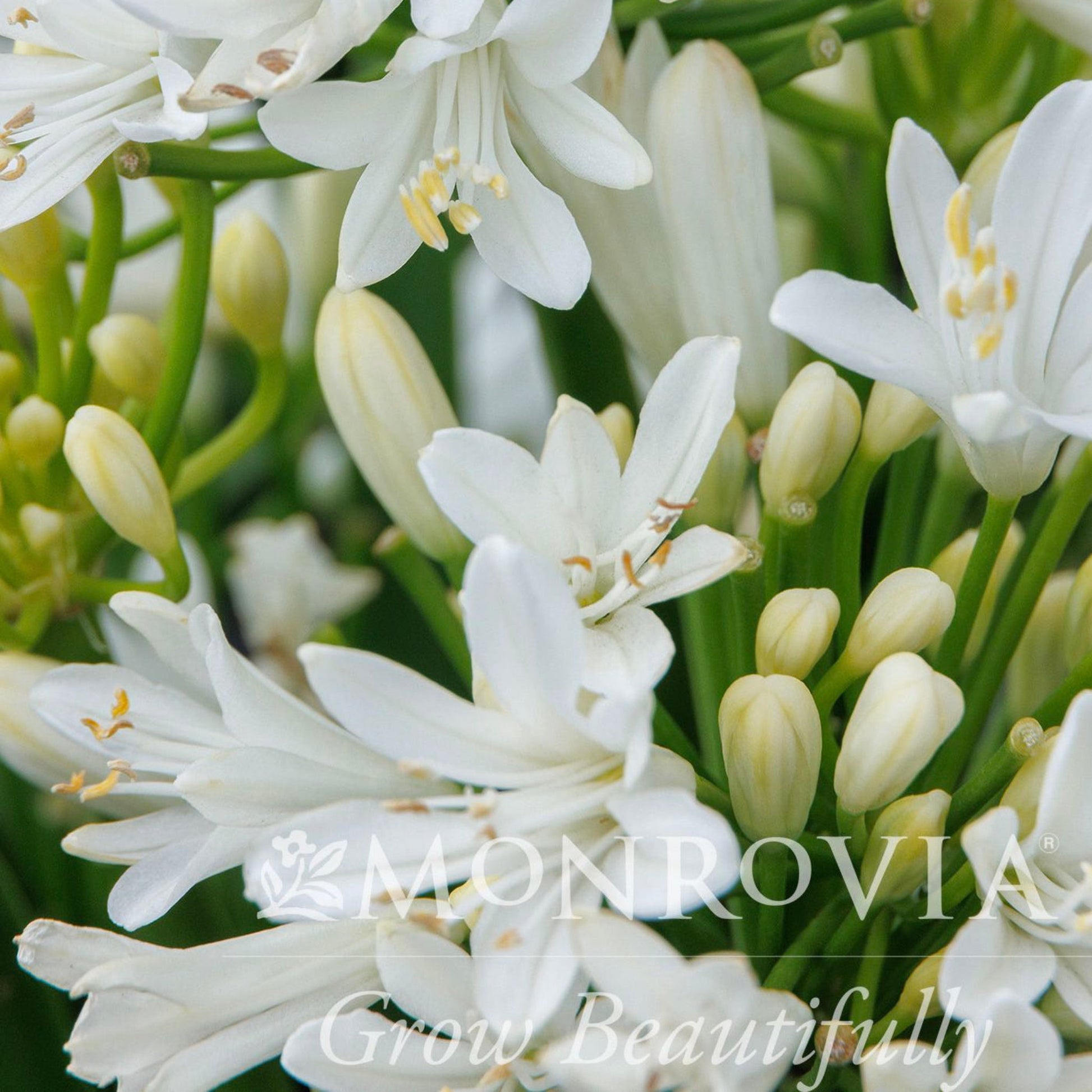  Bridal Veil® Agapanthus