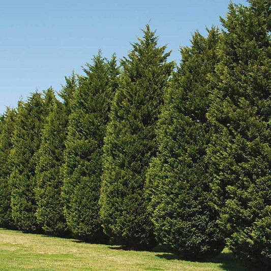  Leyland Cypress Tree
