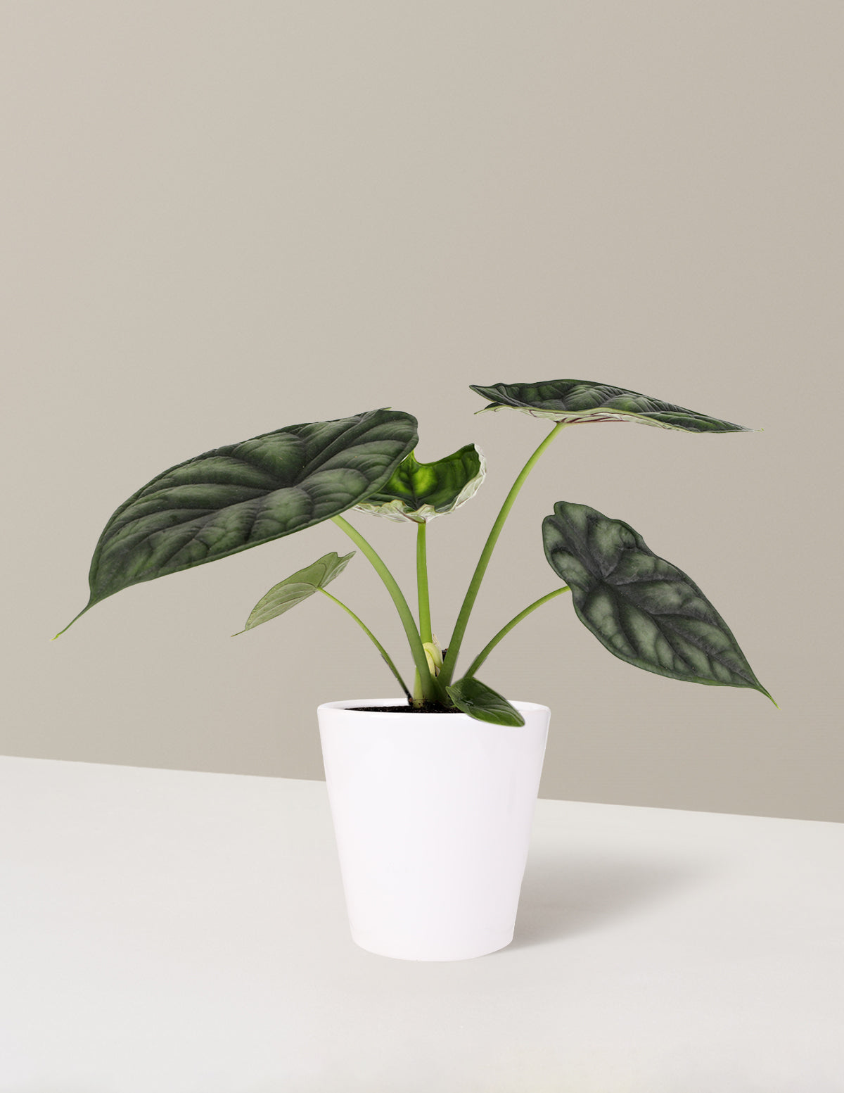  Alocasia Dragon Scale