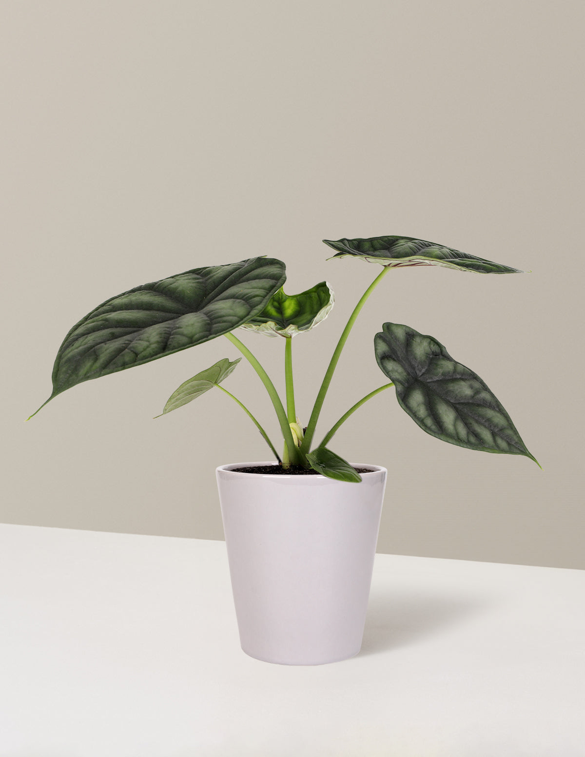  Alocasia Dragon Scale