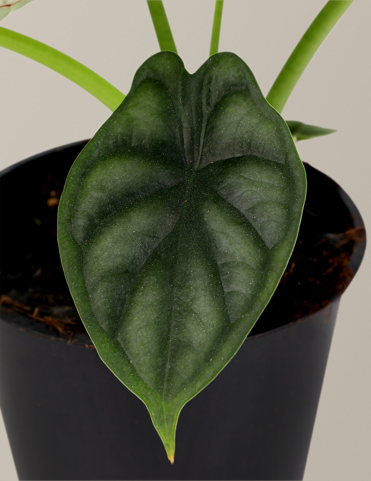  Alocasia Dragon Scale