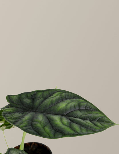  Alocasia Dragon Scale