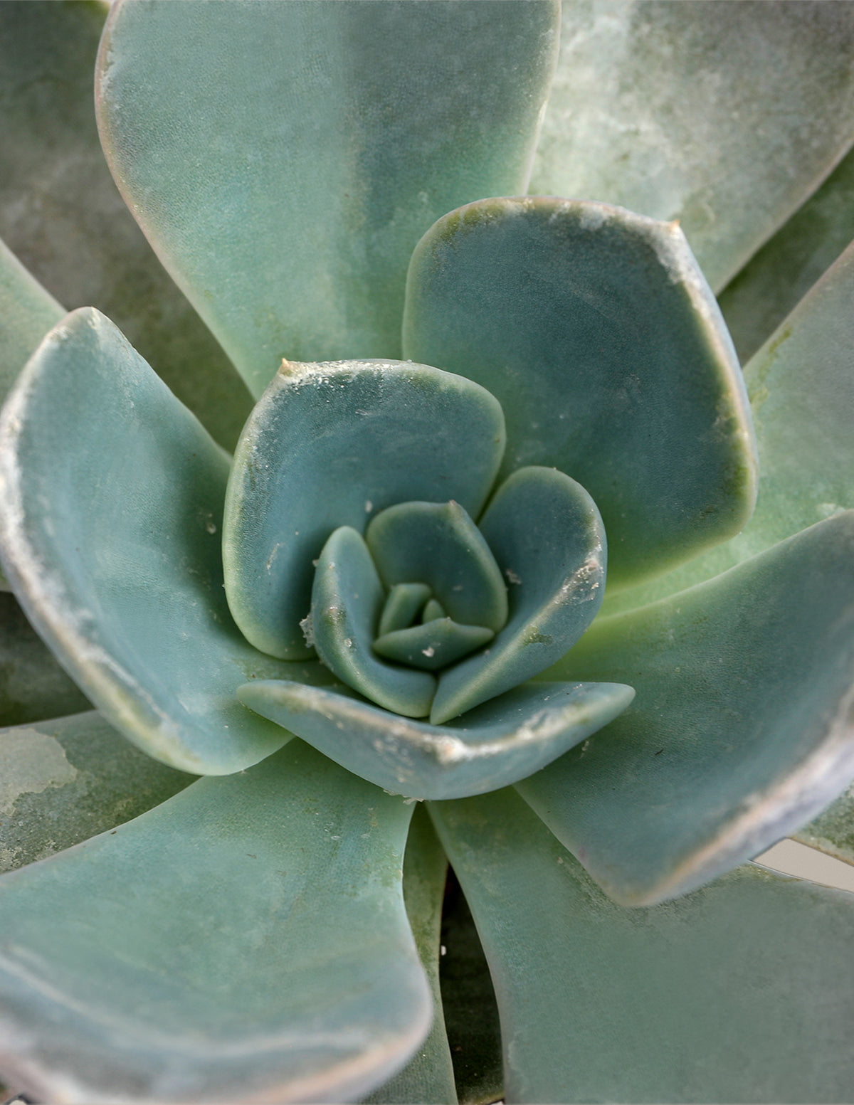  Echeveria Garotto
