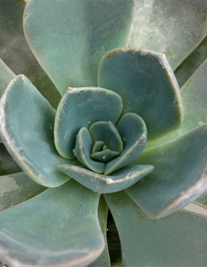  Echeveria Garotto