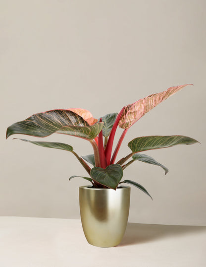  Philodendron ‘Pink Bikini’