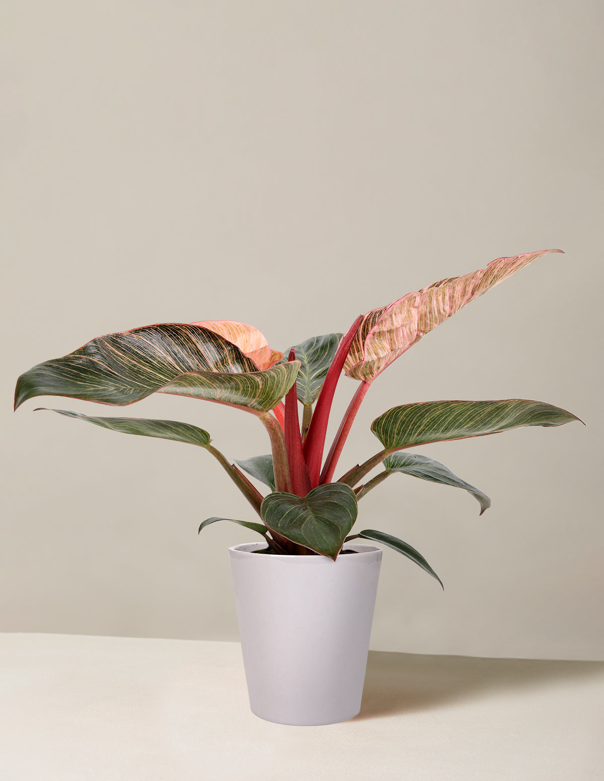  Philodendron ‘Pink Bikini’