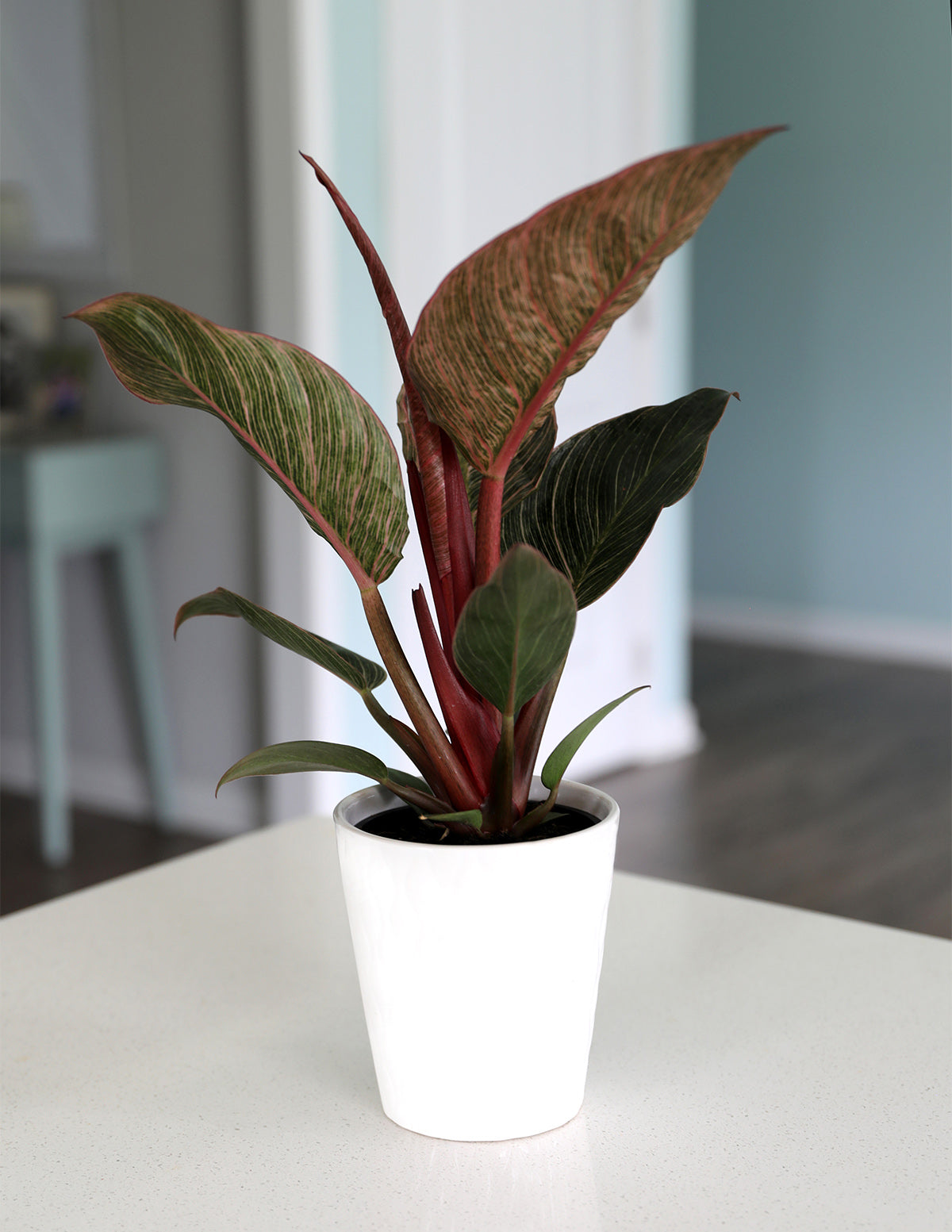  Philodendron ‘Pink Bikini’