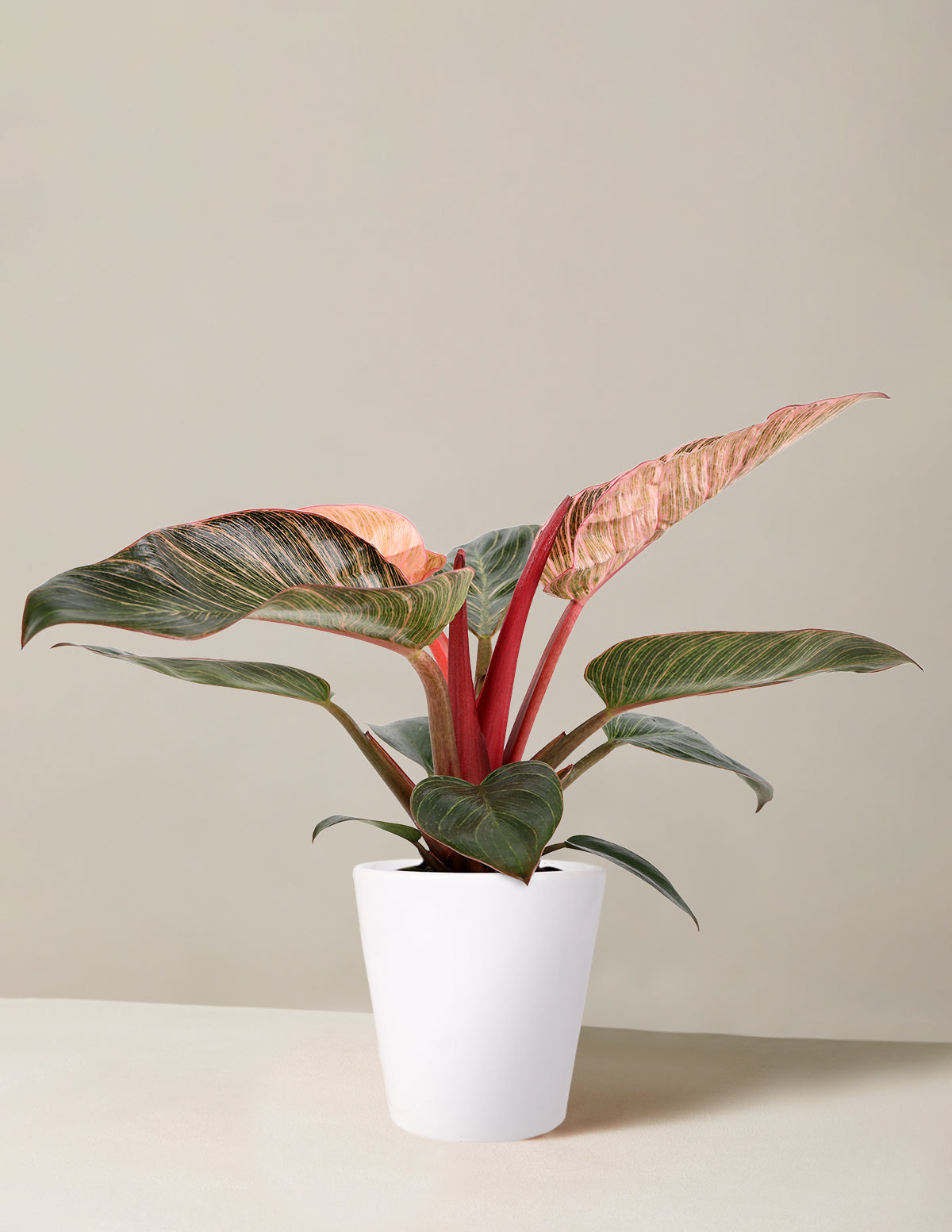  Philodendron ‘Pink Bikini’