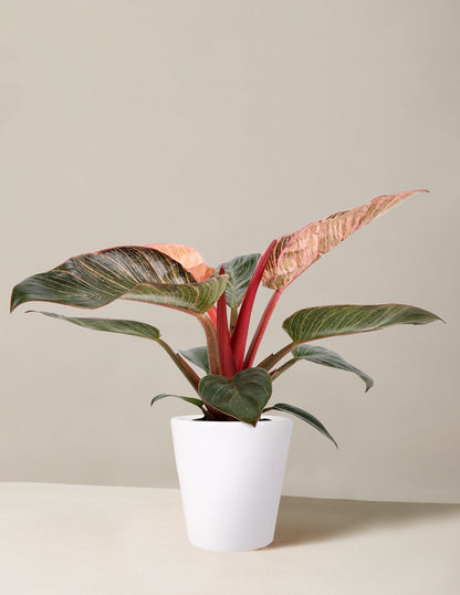  Philodendron ‘Pink Bikini’