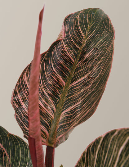  Philodendron ‘Pink Bikini’