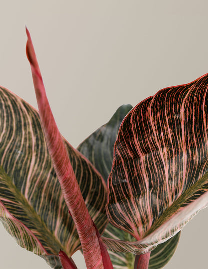  Philodendron ‘Pink Bikini’