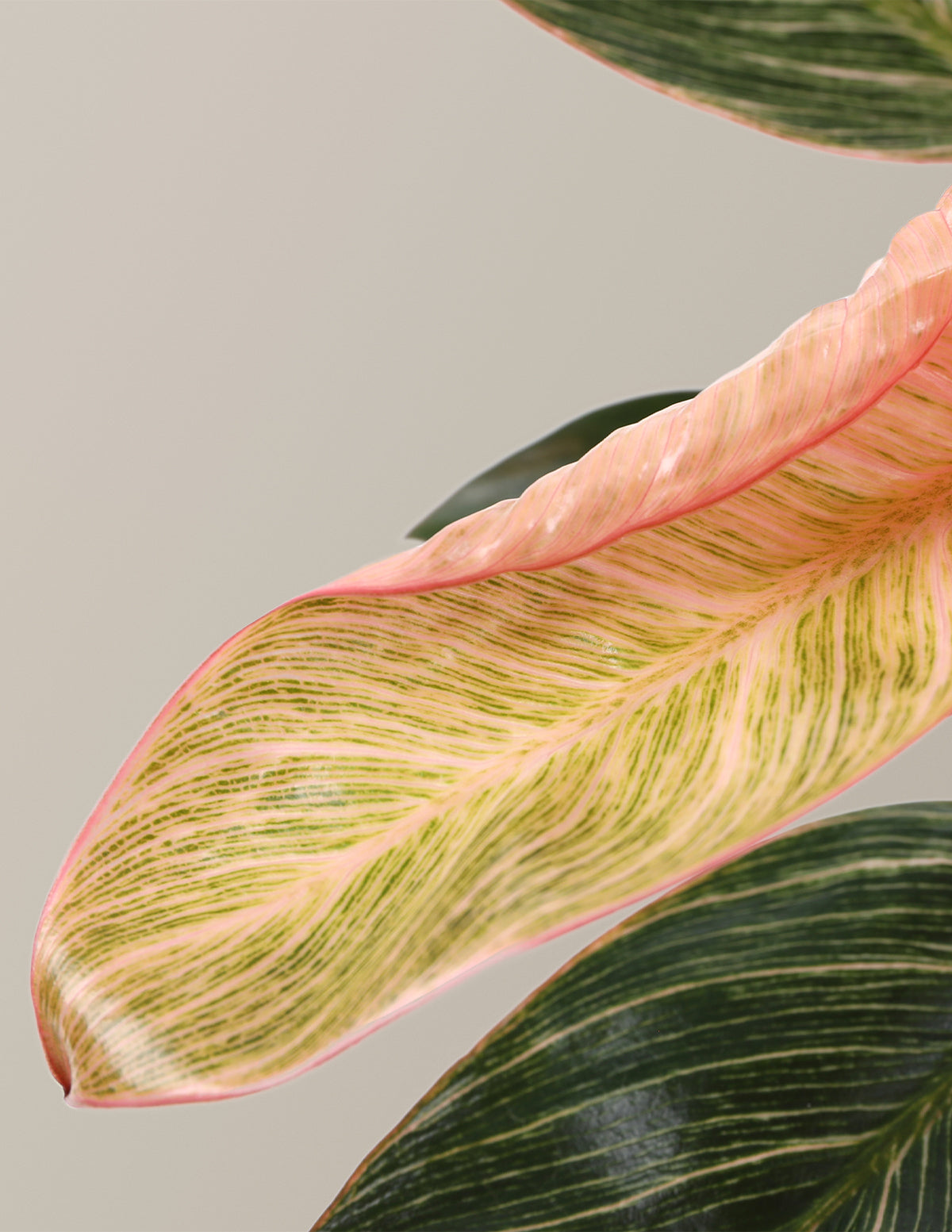  Philodendron ‘Pink Bikini’
