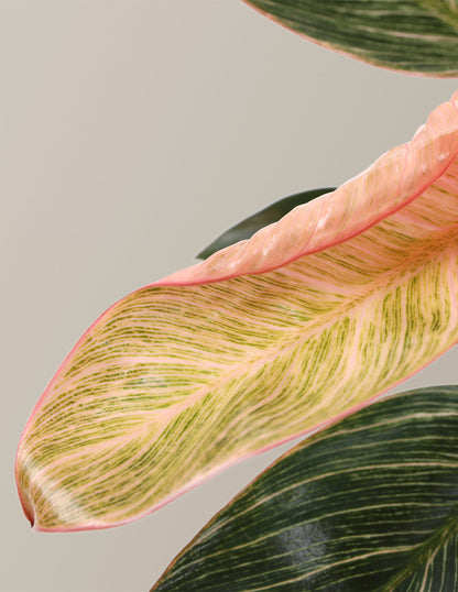  Philodendron ‘Pink Bikini’