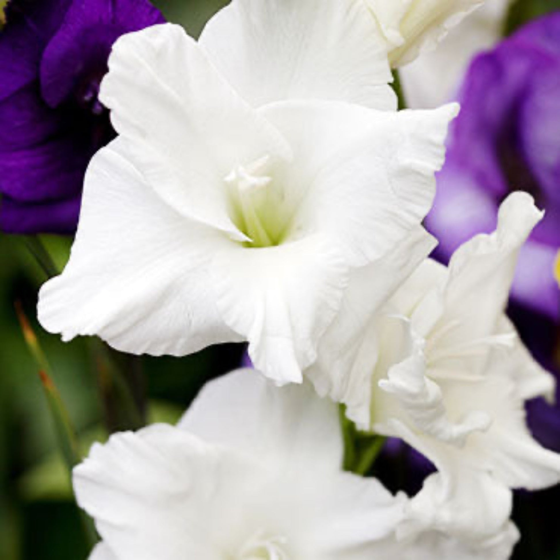  White Prosperity Gladiolus Bulbs