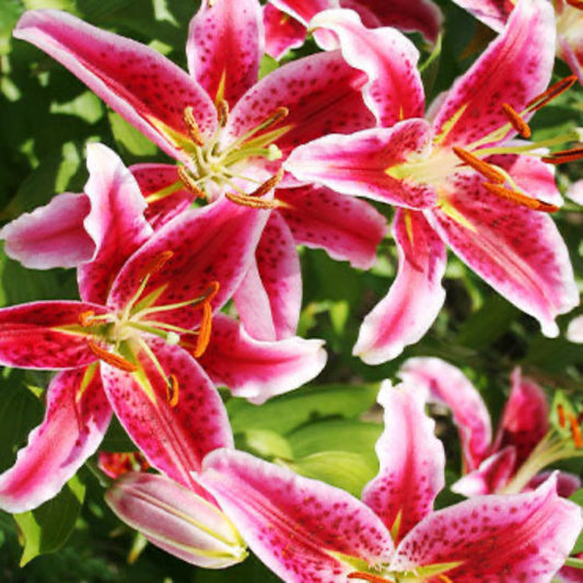  Stargazer Oriental Lily Bulbs