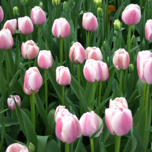  Jacuzzi Tulip Bulbs