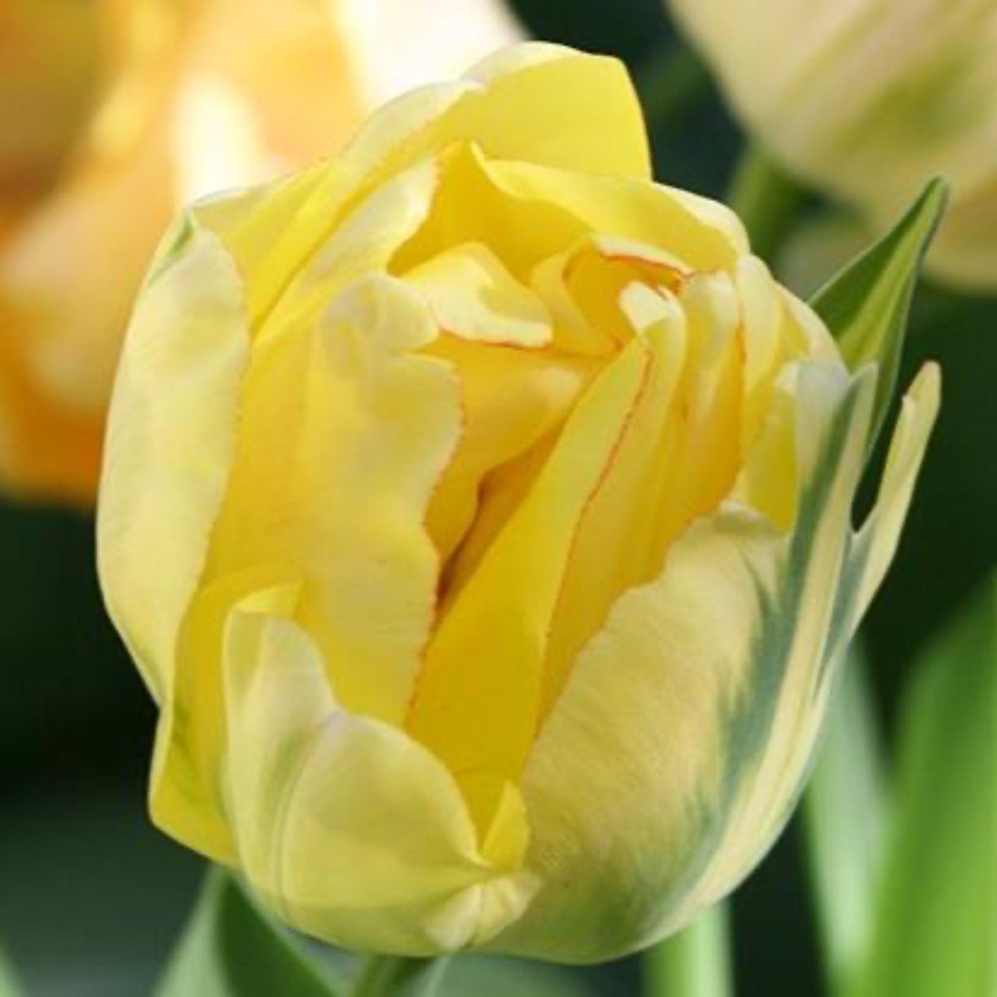  Akebono Tulip Bulbs