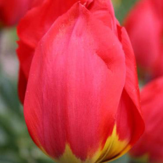  Ile De France Tulip Bulbs