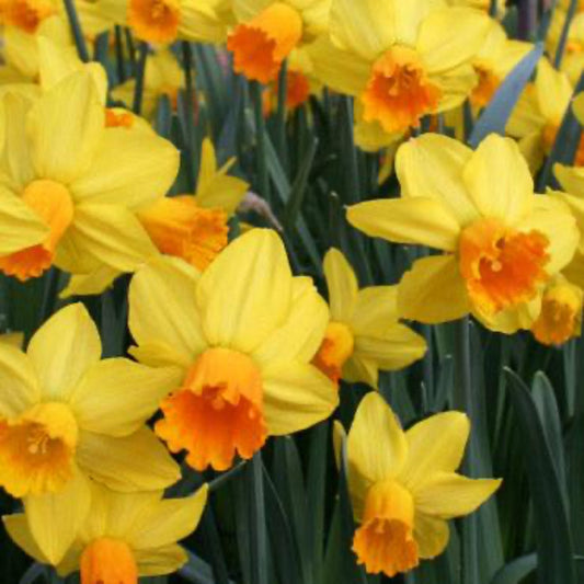  Golden Dawn Daffodil Bulbs
