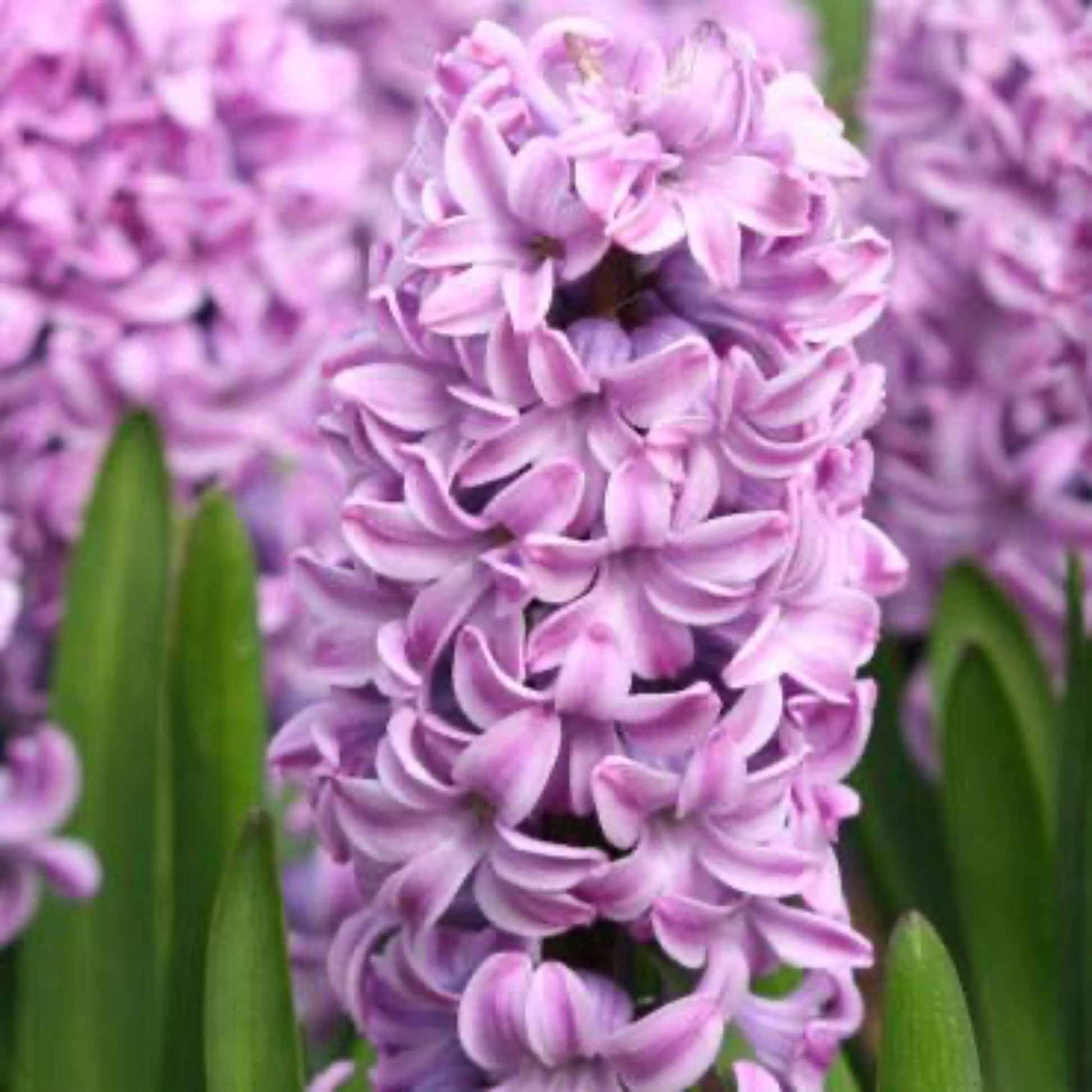  Miss Saigon Hyacinth Bulbs