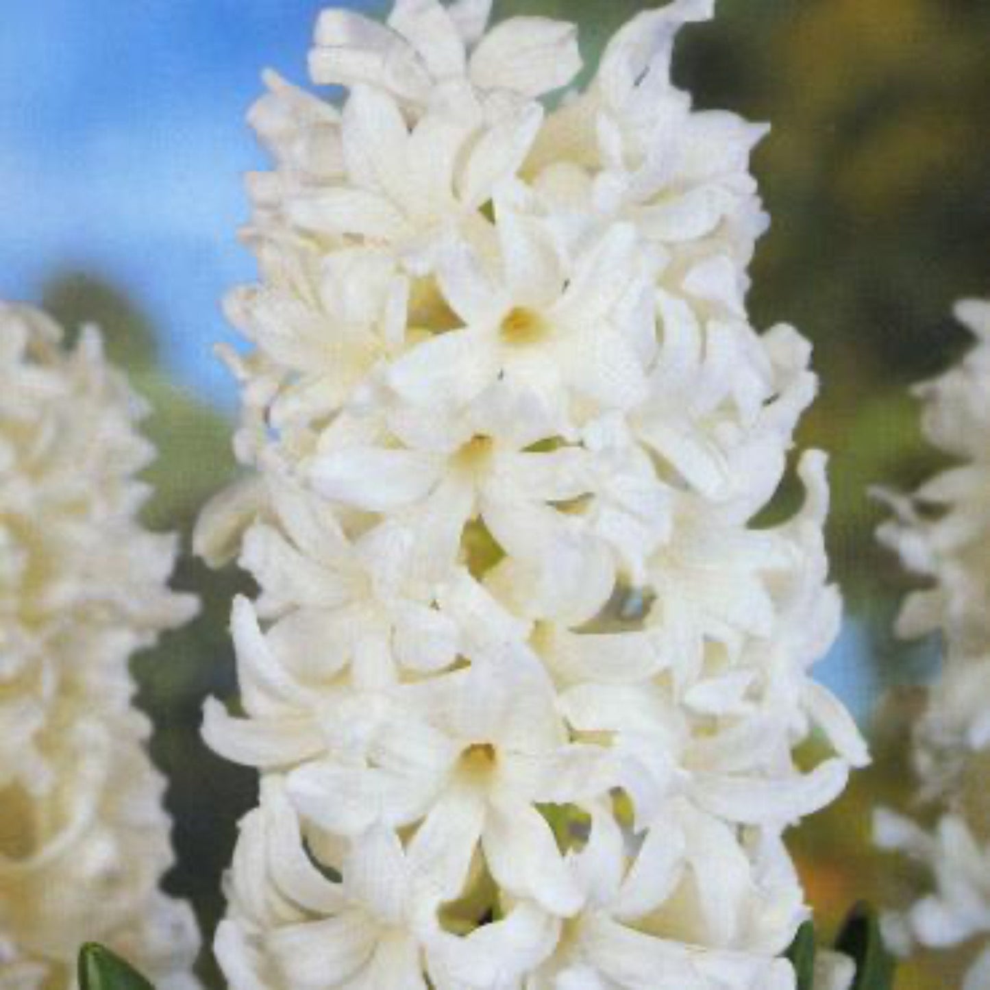  Aiolos Hyacinth Bulbs