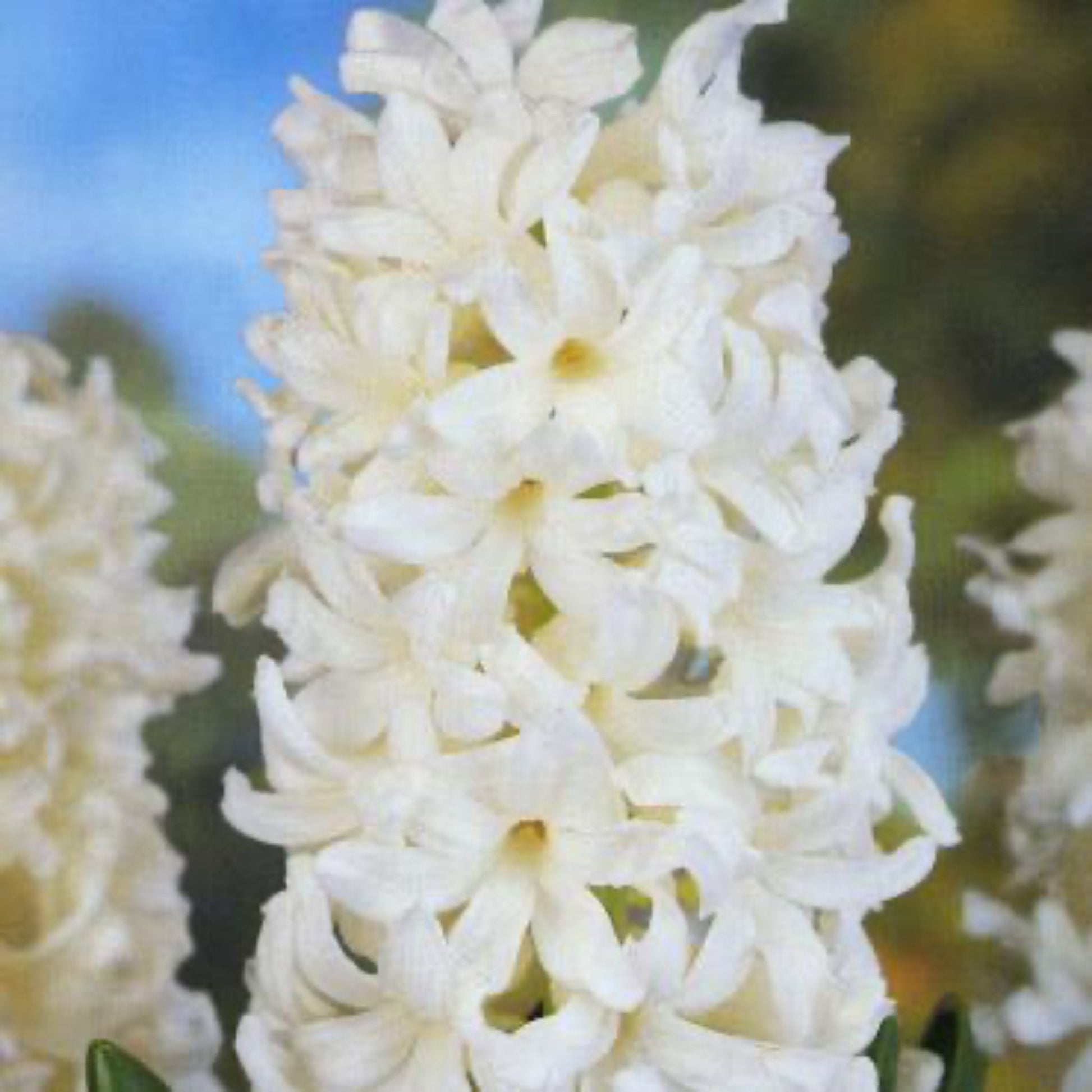  Aiolos Hyacinth Bulbs