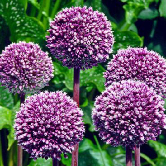  Summer Drummer Allium Bulbs