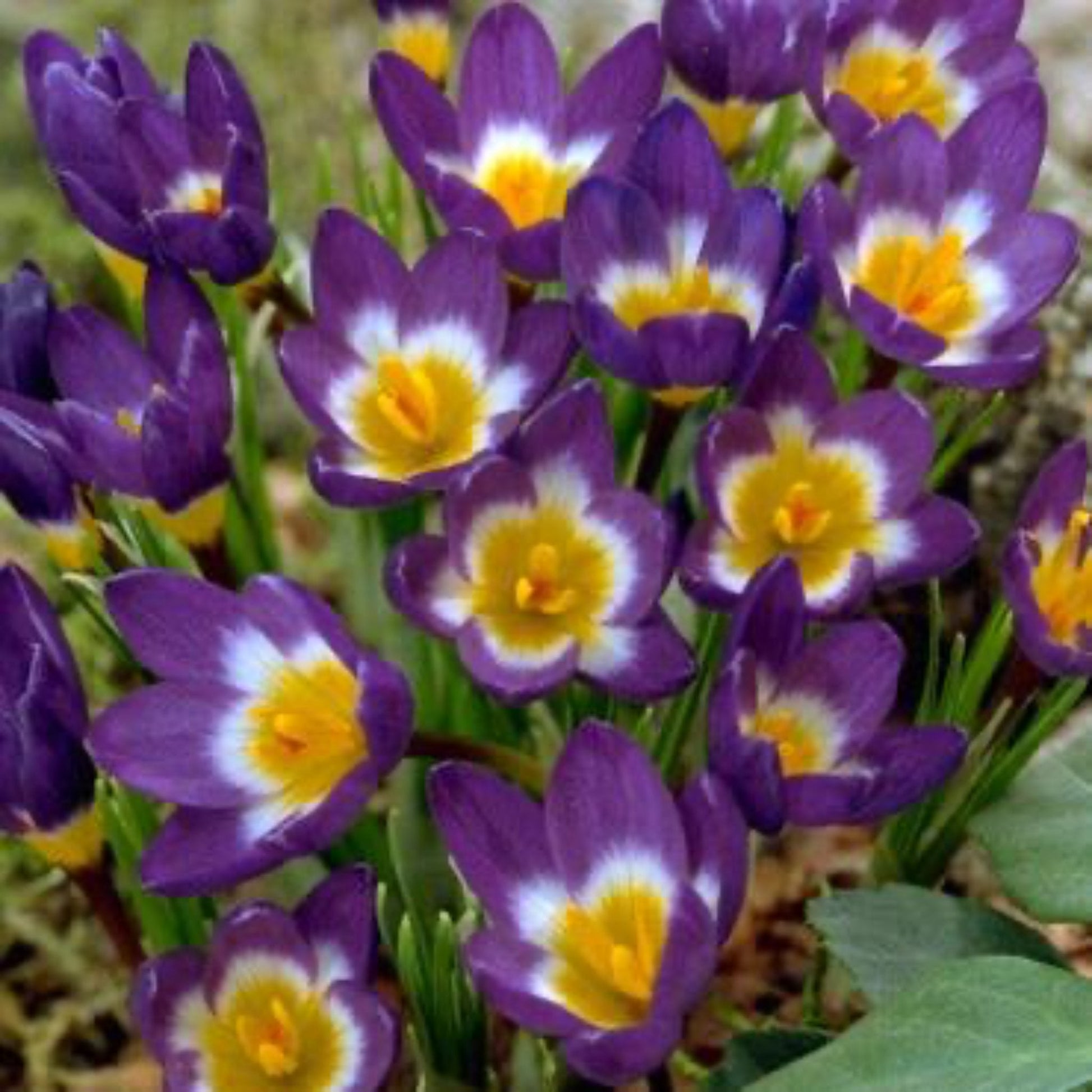  Sieberi Tricolor Crocus Bulbs