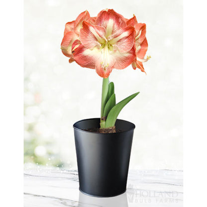  'Minerva' Amaryllis Kit
