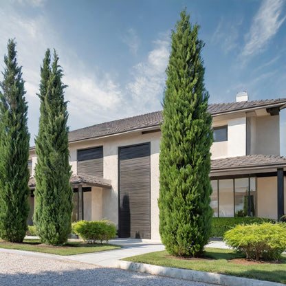  Italian Cypress