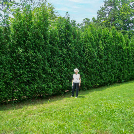  American Pillar Thuja