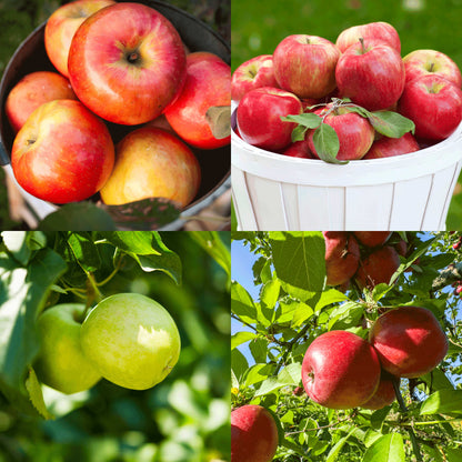  Apple Orchard