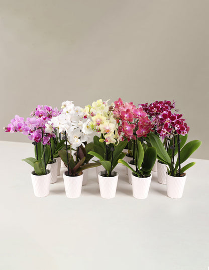  Orchid Party Pack, Set Of 20