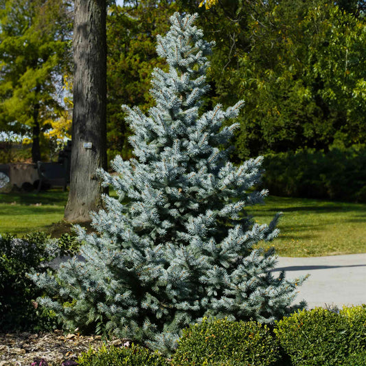  Baby Blue Spruce