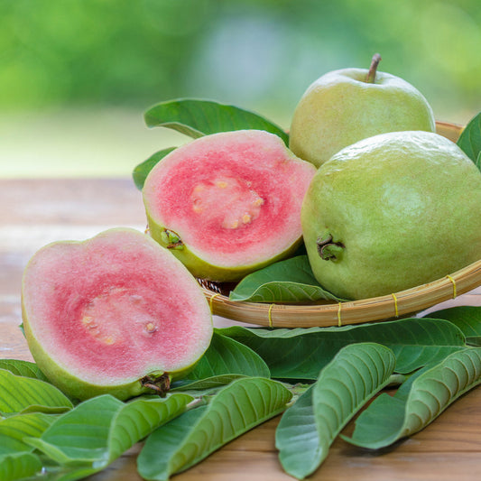  Ruby Supreme Guava Tree
