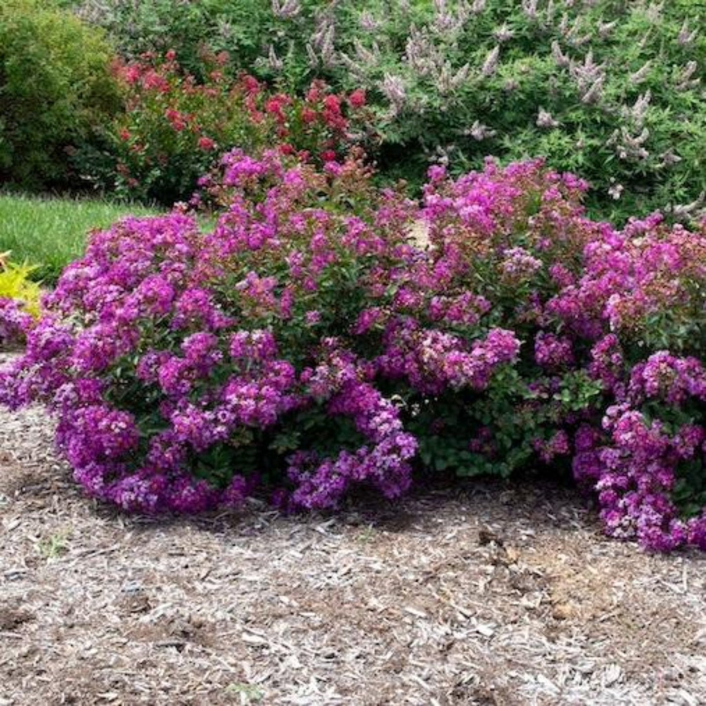  Bellini® Grape Crape Myrtle