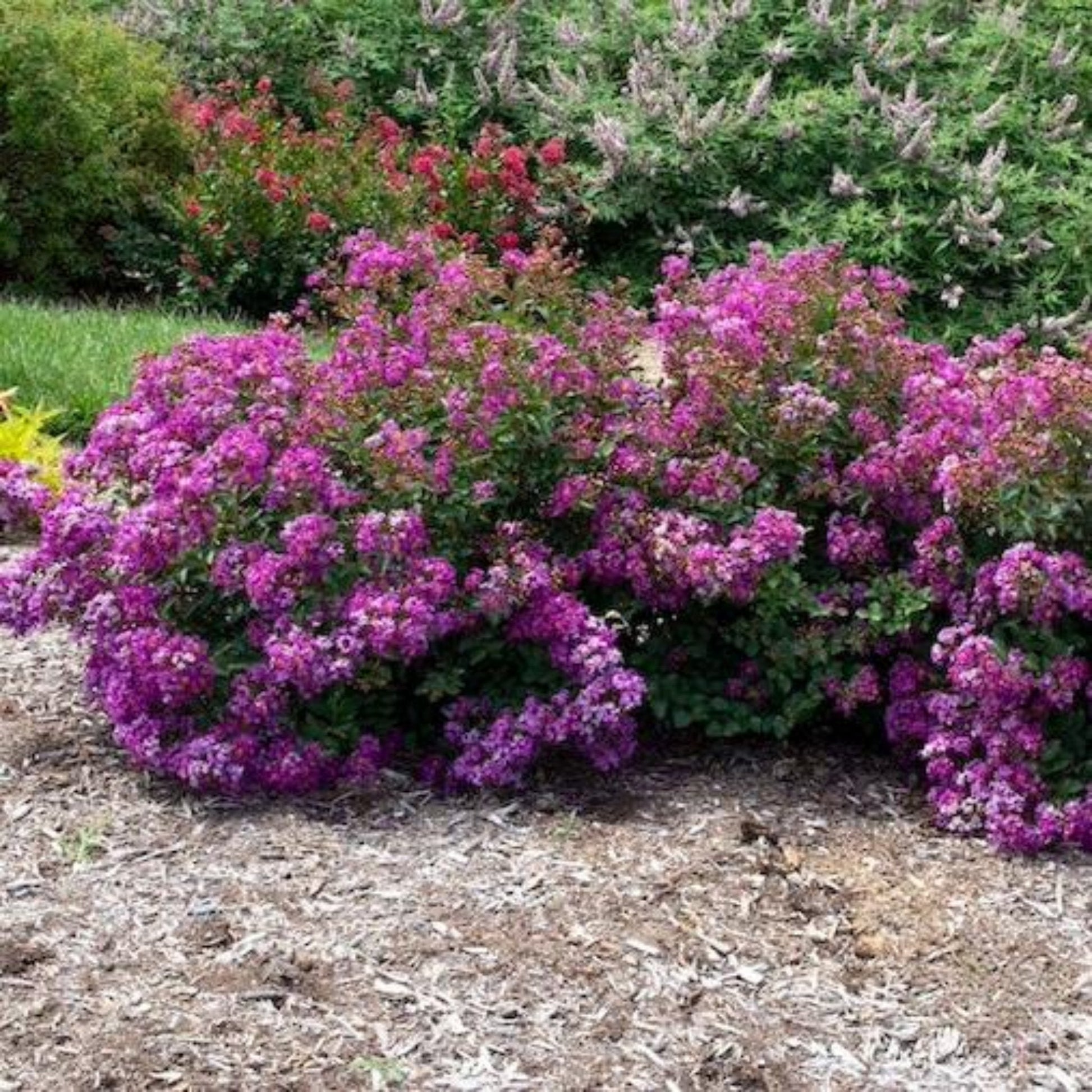  Bellini® Grape Crape Myrtle