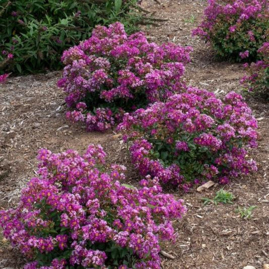  Bellini® Grape Crape Myrtle
