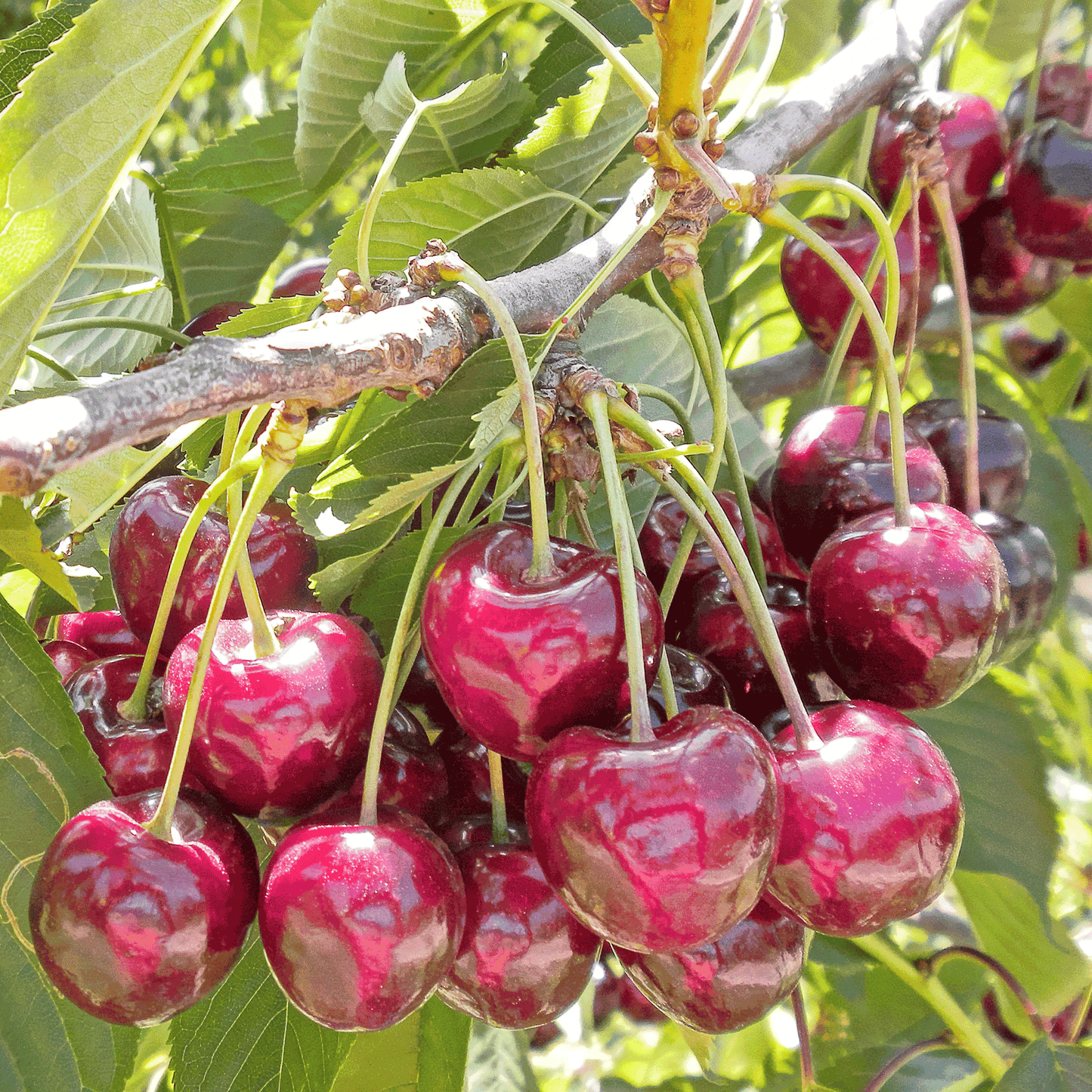  Bing Cherry Tree