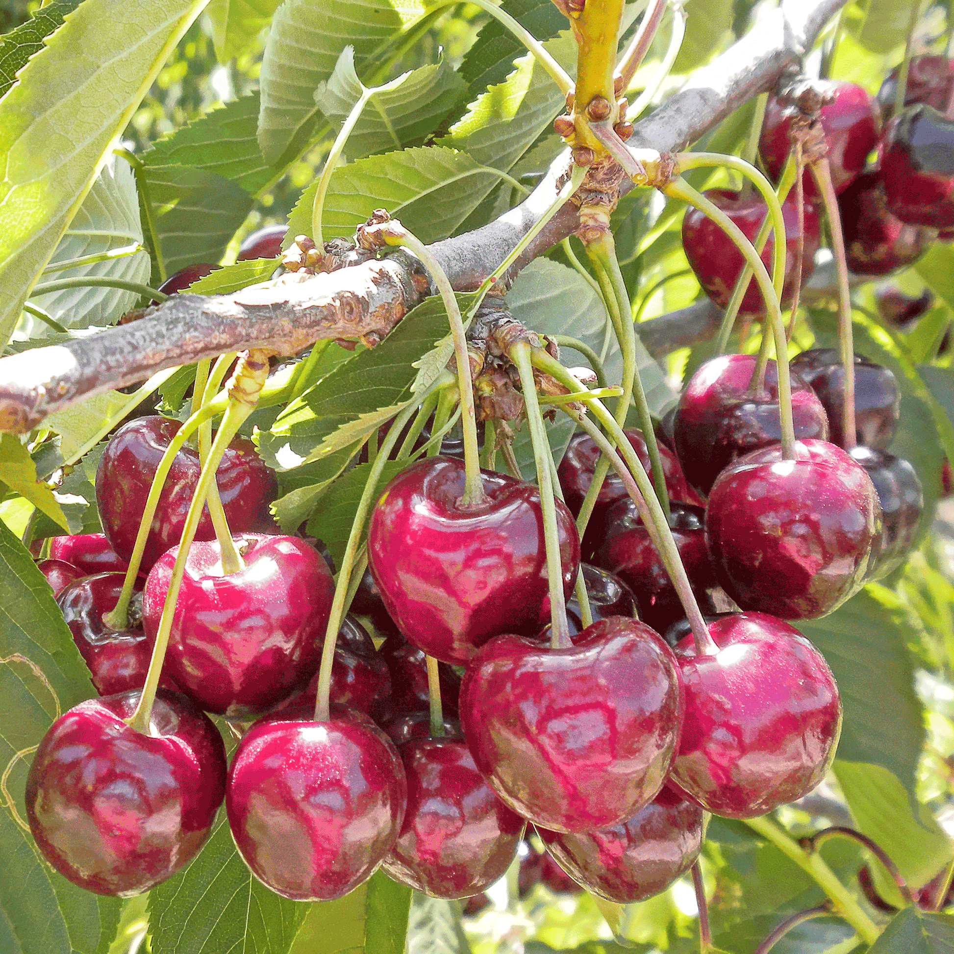  Bing Cherry Tree