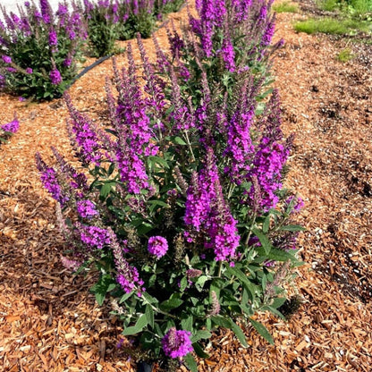 Birthday Cake™ Butterfly Bush
