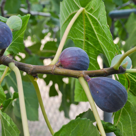  Black Mission Fig