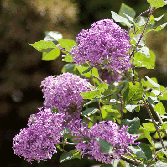  Bloomerang Lilac Bush