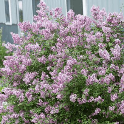  Bloomerang Lilac Bush