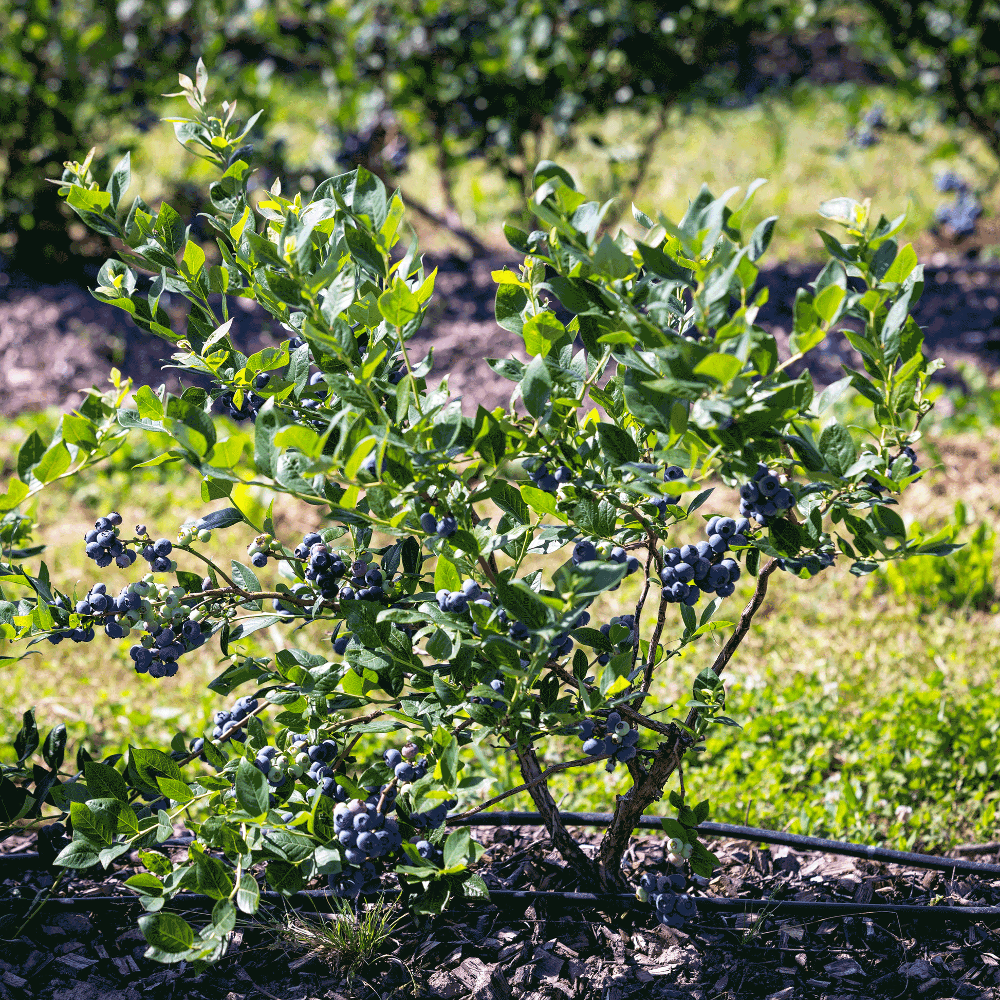  Bluecrop Blueberry